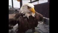 ببینید / تصویری حیرت‌انگیز از لحظه حمام کردن یک عقاب در استخر یک آسمان‌خراش + فیلم