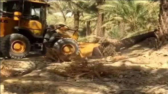 صادرات درختان نخل بوشهر به کشورهای عربی خلیج فارس! / حق شناس: نیاز به ورود فوری جهاد کشاورزی + فیلم