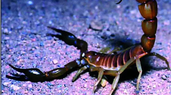 این مرد شام و ناهار عقرب زنده می خورد + عکس