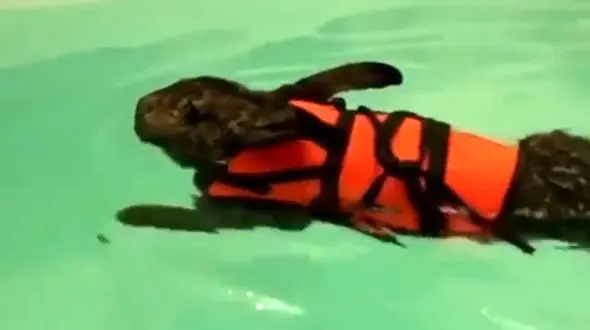 این خرگوش شناگر ماهری است + فیلم 