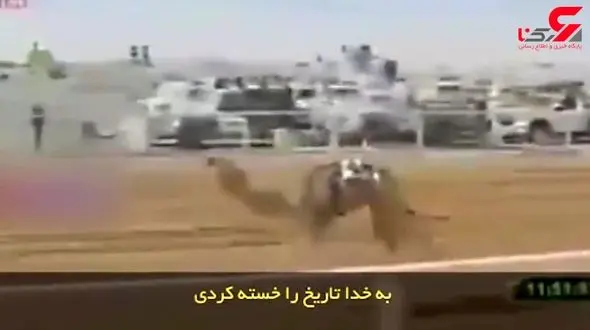 گزارشگریِ حماسی مسابقه شترهای حکام حاشیه خلیج فارس! + فیلم 