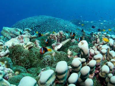 کشف بزرگترین کلنی مرجانی جهان توسط یک تیم مادر و دختر / عکس