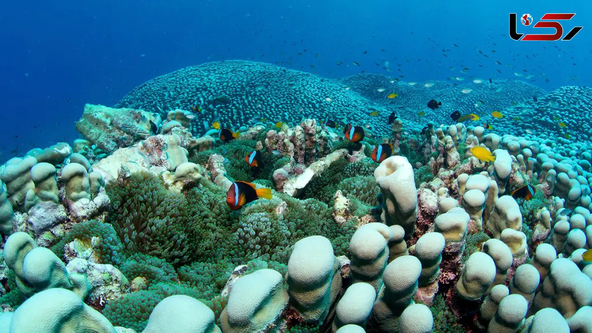 کشف بزرگترین کلنی مرجانی جهان توسط یک تیم مادر و دختر / عکس