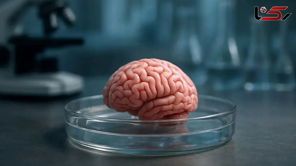 چگونه رایانه‌ ها با استفاده از مغز انسان هوشمندتر می‌ شوند؟