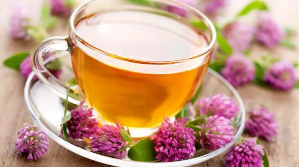 جوشانده این گیاه درمان سکسکه مداوم است