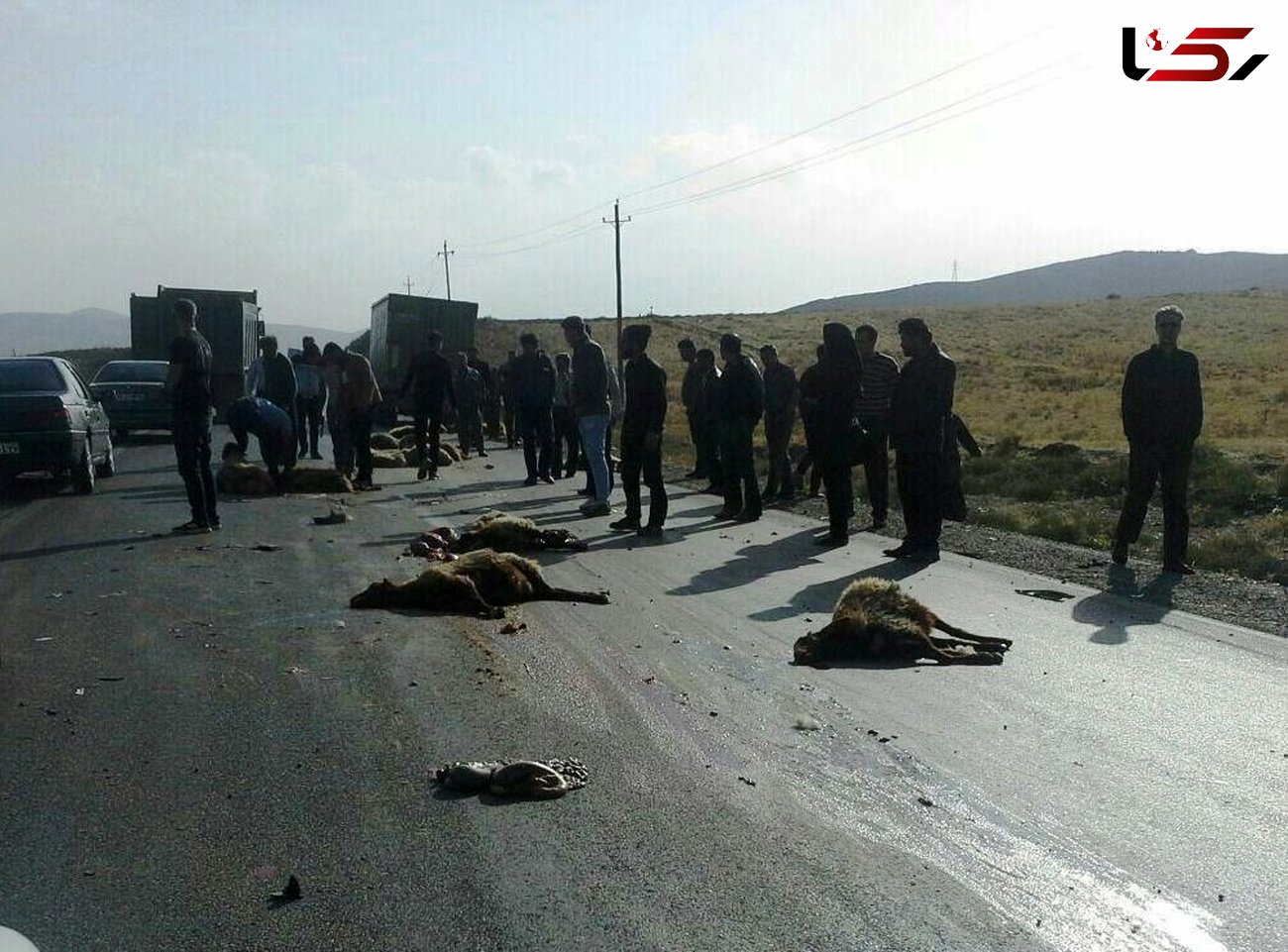 کشته شدن 40 گوسفند در دزفول / واژگونی کامیون 3 بامداد رخ داد + عکس