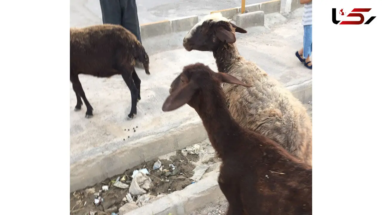 این بار سگ ها در روستا وحشت آفرینی کردند + عکس ها