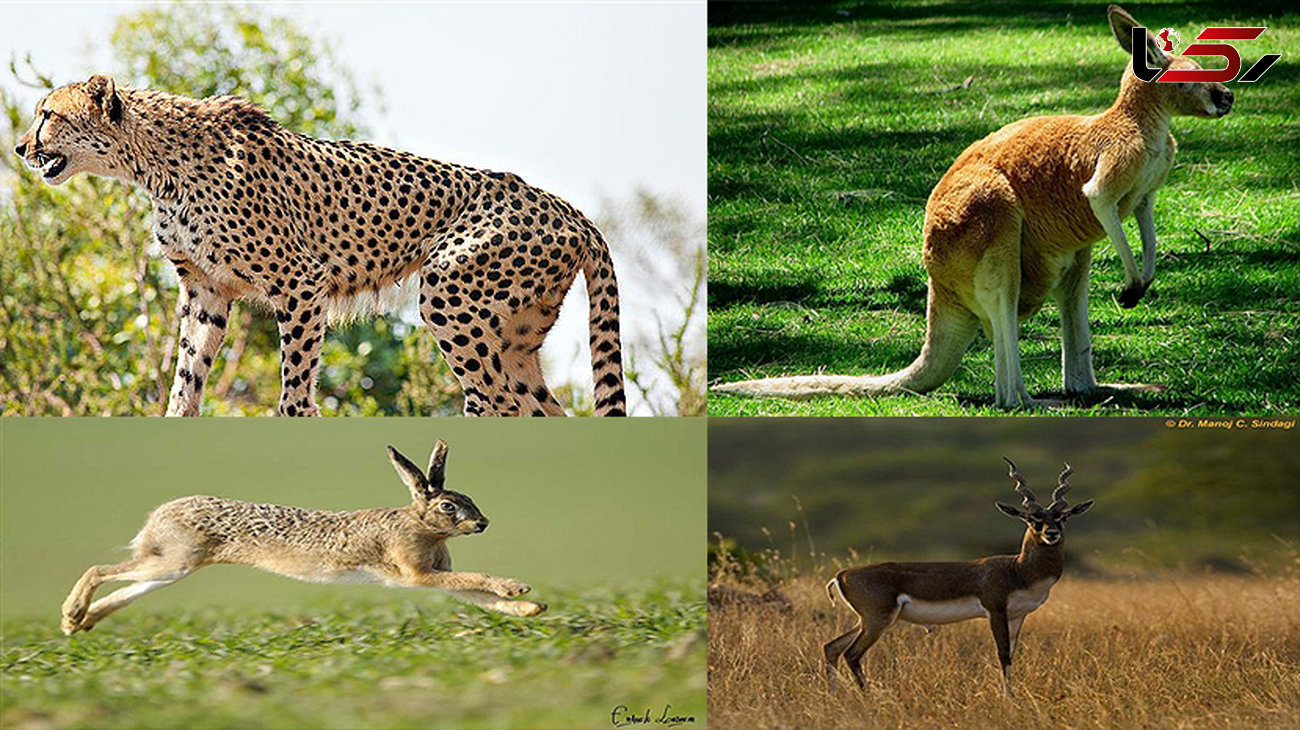 سریع ترین حیوانات روی زمین را بشناسید + عکس