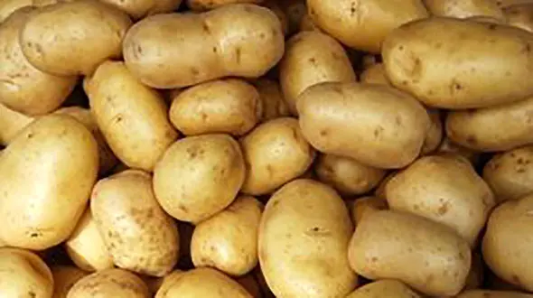 قارچ لاکچری را به اسم سیب زمینی از کشور قاچاق می کنند + سند