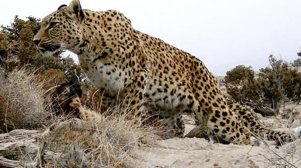 مشاهده سومین پلنگ در زیستگاه‌های لرستان