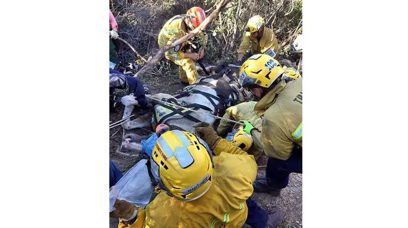 این اسب پرواز کرد!+عکس