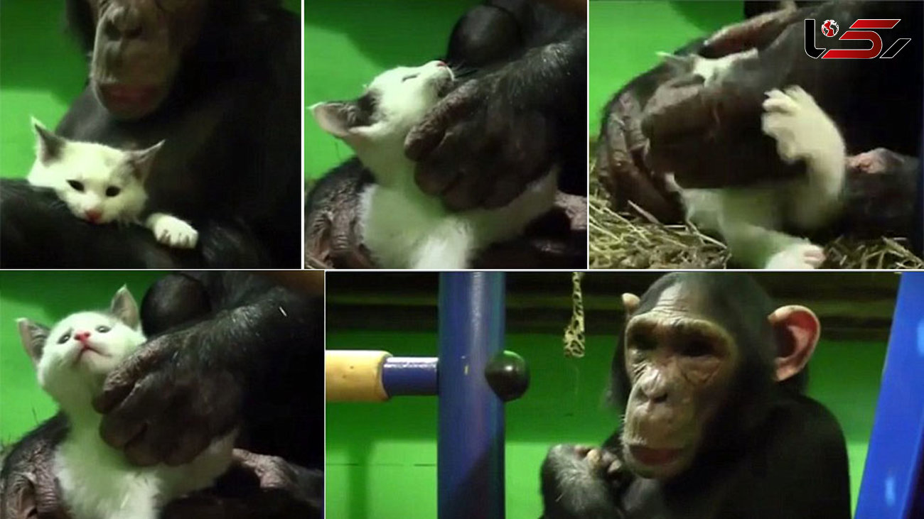  شامپانزه  عاشق گربه زشت و عجیب الخلقه شد + عکس