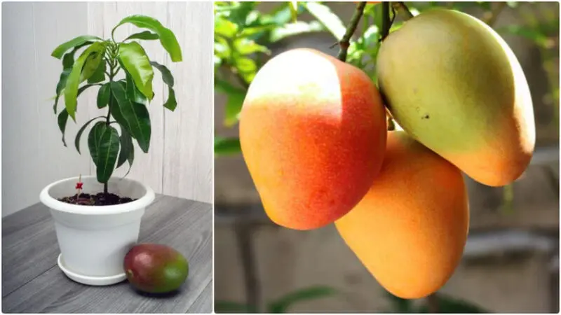نکات مهم برای برای پرورش انبه در منزل