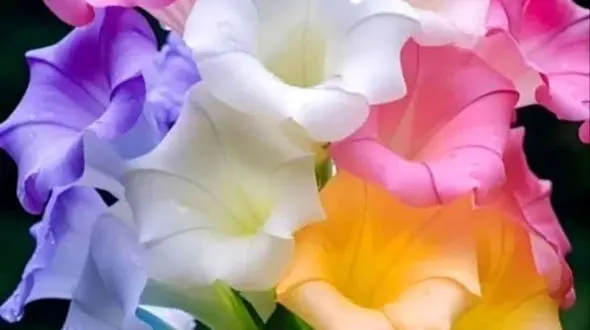 فال ابجد 5 فروردین 1403 + فیلم