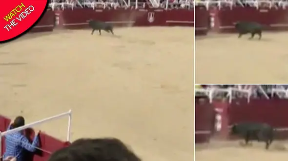 فیلم لحظه مرگ یک گاوباز توسط گاو خشمگین