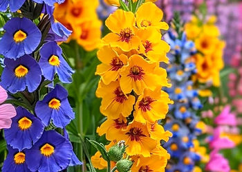 فال و طالع بینی روزانه 16 تیر 