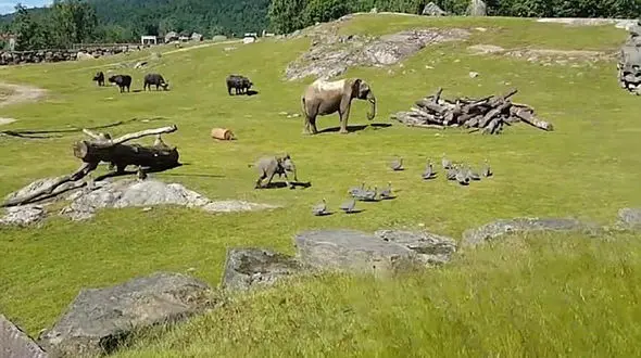 بازیگوشی بچه فیل کار دستش داد+فیلم