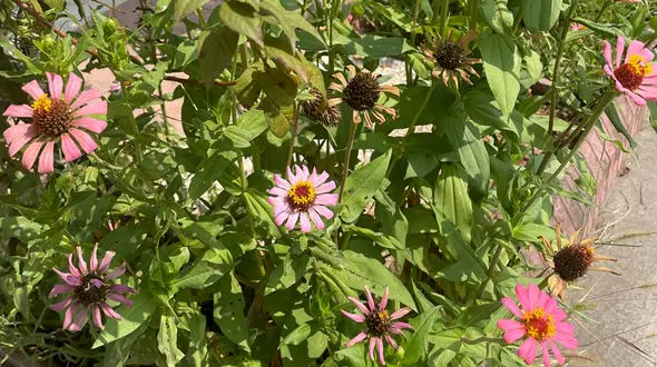 فال ابجد امروز 26 شهریور + فیلم