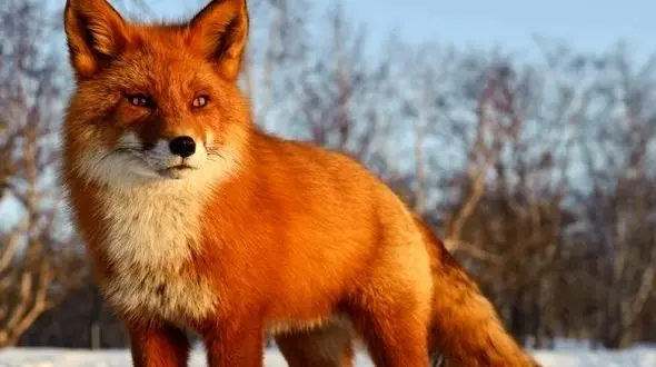 سرنوشت تلخ روباه با مرگ در استخر/ در خراسان رضوی اتفاق افتاد