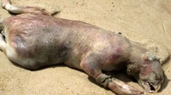 با موجودات عجیب دریا آشنا شوید + عکس