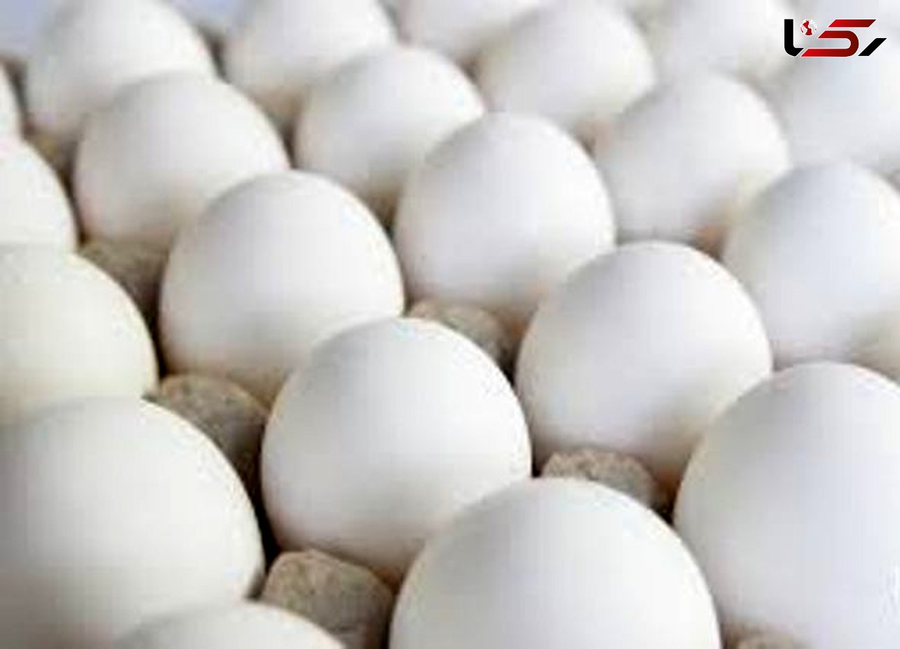 گسترش شیوع آنفلوانزای پرندگان در کشور/تخم مرغ گران شد