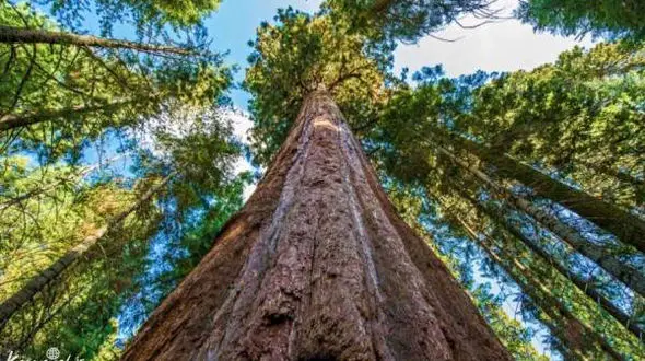 بلندترین درخت جهان که هنوز هم رشد می کند+ عکس