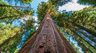 بلندترین درخت جهان که هنوز هم رشد می کند+ عکس