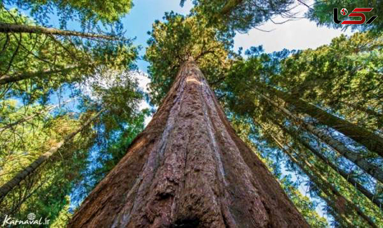 بلندترین درخت جهان که هنوز هم رشد می کند+ عکس