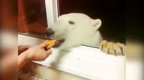 فیلم جالب از پناه بردن خرس گرسنه به خانه مرد خارجی + عکس