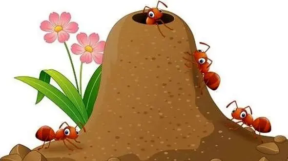 راه های موثر برای خلاص شدن از مورچه ها در خانه / فیلم