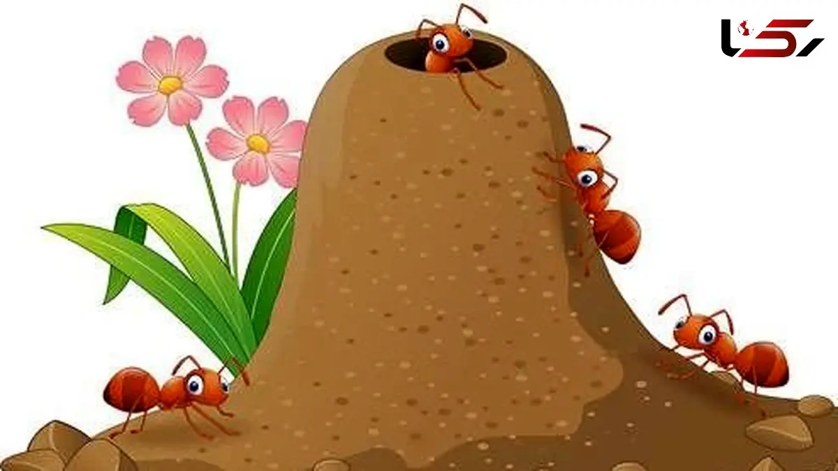 راه های موثر برای خلاص شدن از مورچه ها در خانه / فیلم