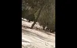 خطر بهداشتی در کمین تهران/ مشاهده روباه های ناقل"سارکوپتس" در بهشت زهرا/ این هیره قابلیت انتقال به انسان را دارد