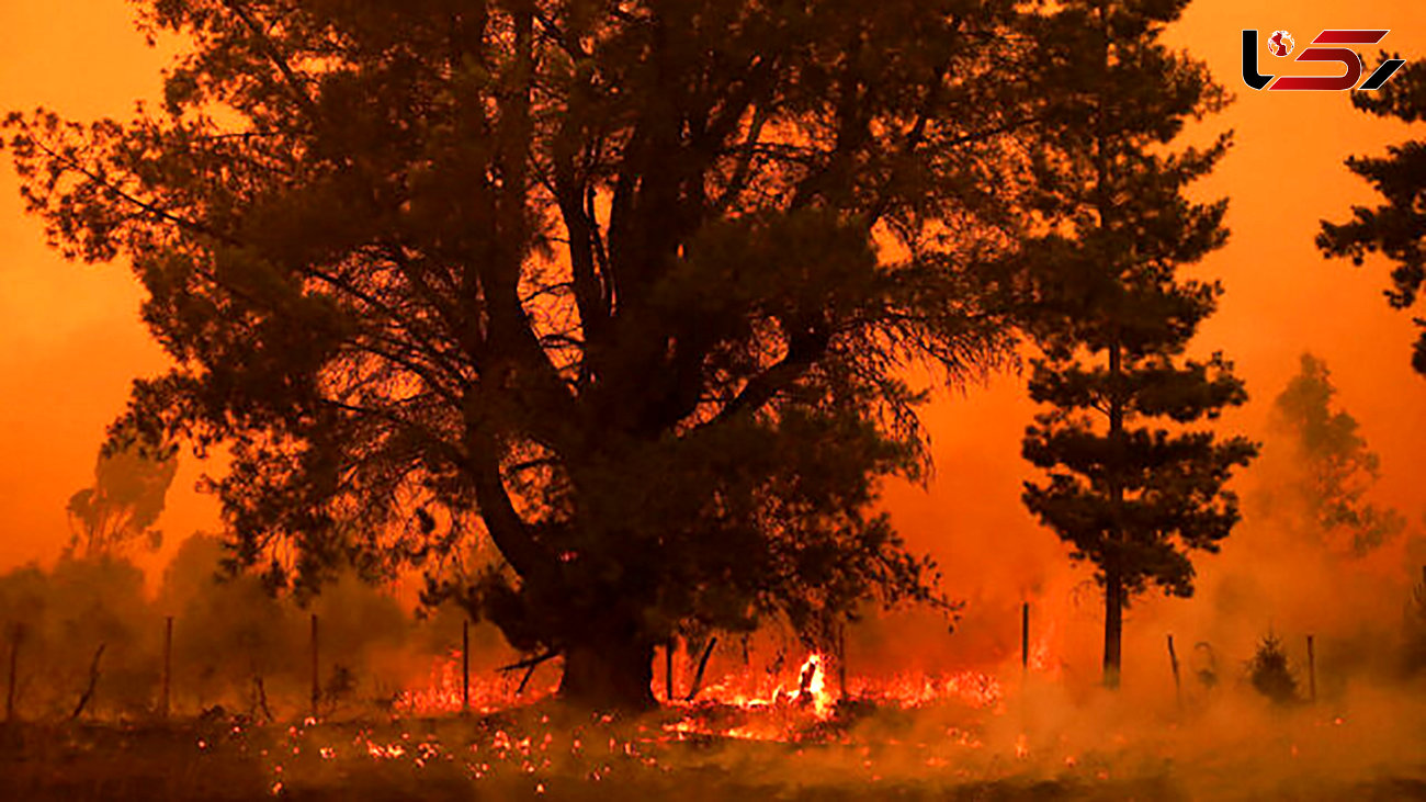 افزایش قربانیان آتش‌سوزی‌ های جنگلی در شیلی