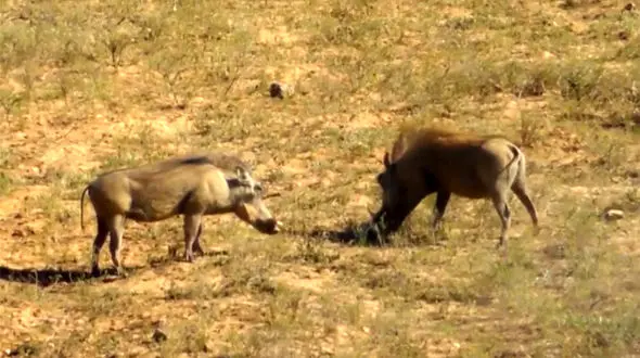 لحظه خوردن بچه گراز توسط گراز بالغ + فیلم 