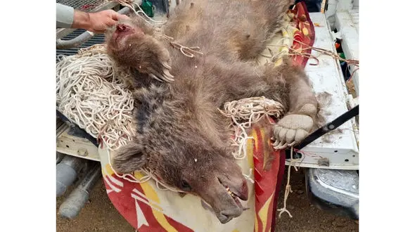 کشتن بی‌رحمانه ۲ خرس با گلوله در سمنان + عکس