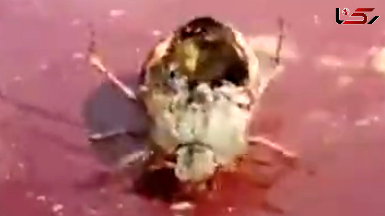 ببینید / تصاویر عجیب از حشرات مرده در حال حرکت! / زامبی‌های ترسناک! + فیلم