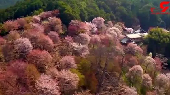 چشم انداز های دیدنی و بکر  ژاپن+فیلم