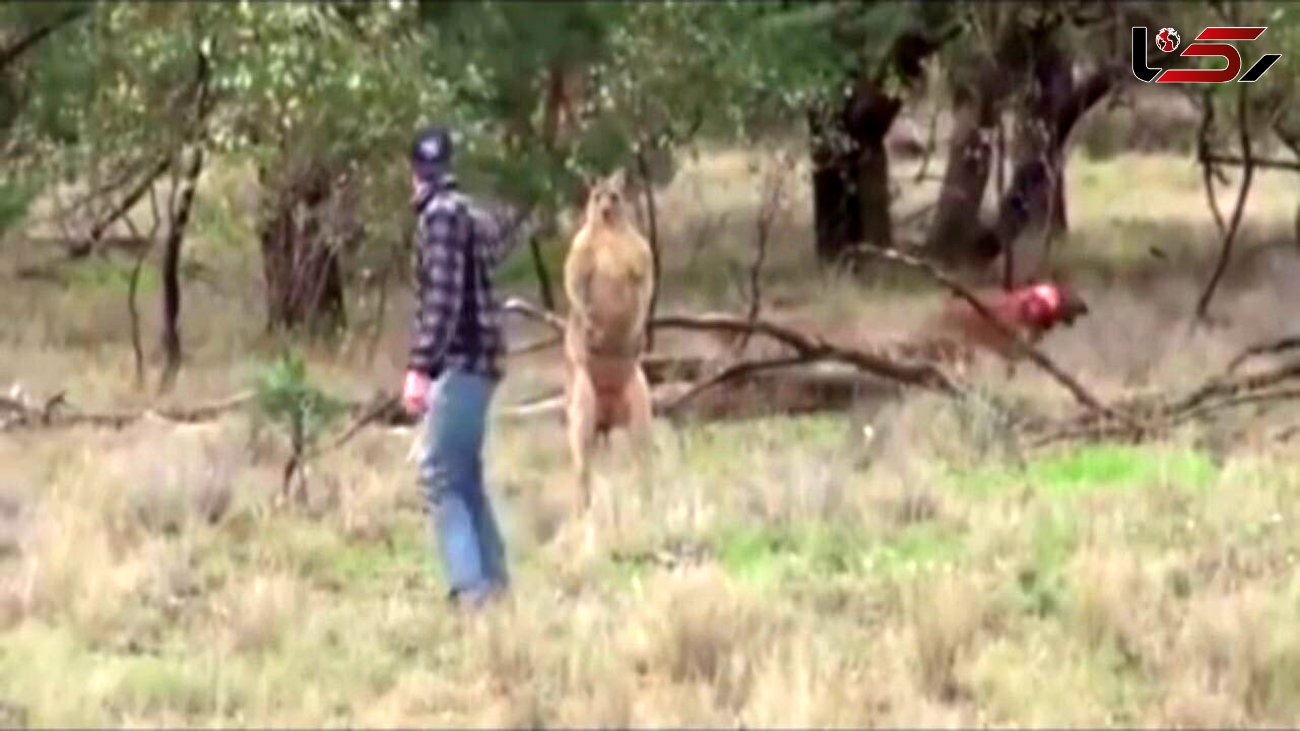 مشت زدن یک مرد به کانگورو برای نجات سگش + فیلم

