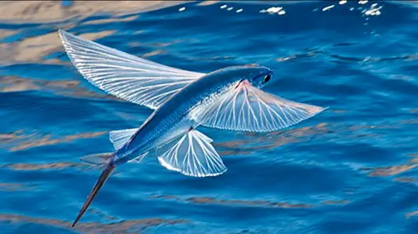  این ماهی در آسمان پرواز می کند ! + فیلم باورنکردنی