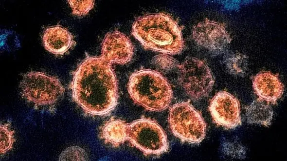 نتایج مطالعات تازه/ پادتن کرونا تا یک سال در بدن فرد مبتلا باقی می‌ماند 