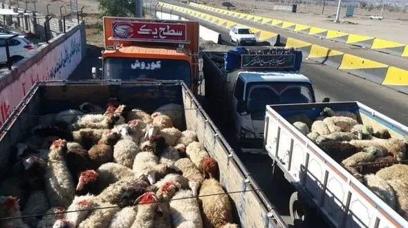 سلطان گوسفند در زنجان جولان می داد + عکس