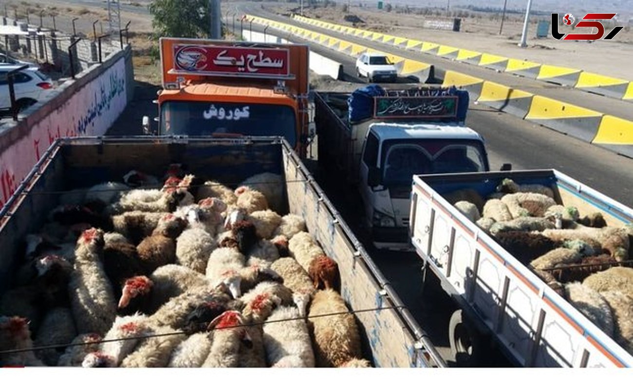 سلطان گوسفند در زنجان جولان می داد + عکس