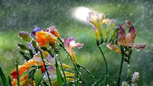 تصویرهای هنرمندانه از آبیاری گل‌ها + فیلم