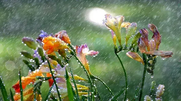 تصویرهای هنرمندانه از آبیاری گل‌ها + فیلم