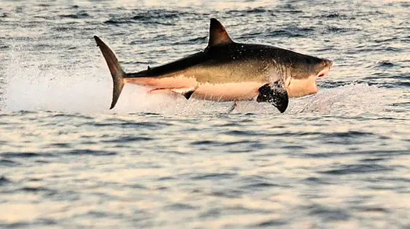 صید کوسه ۷ متری در دریای اژه
