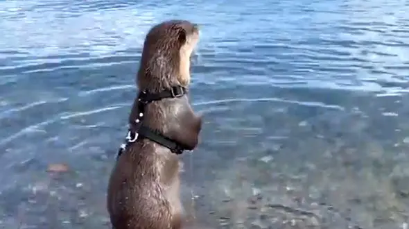 سمور آبی دل به دریا زد + فیلم