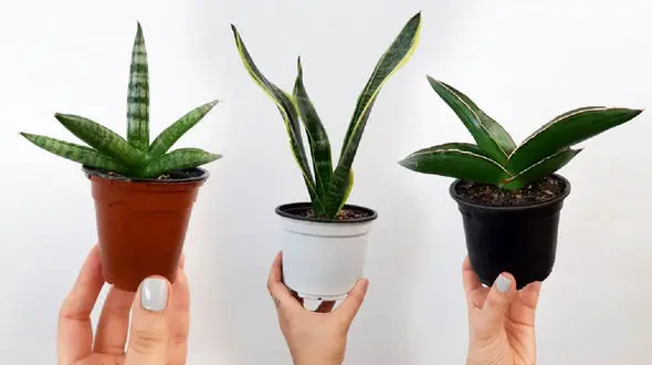 سانسوریا چطور تکثیر می شود؟ + فیلم