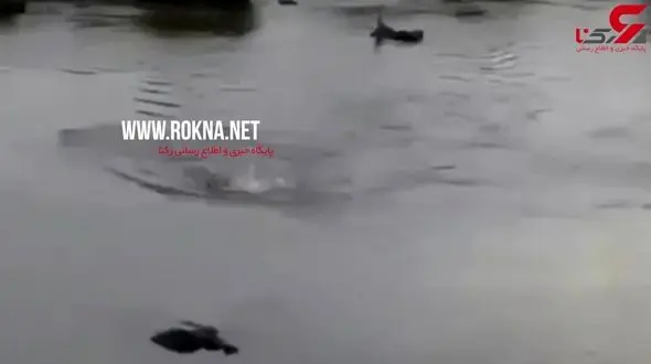 تمساح حریف شیر نشد+فیلم