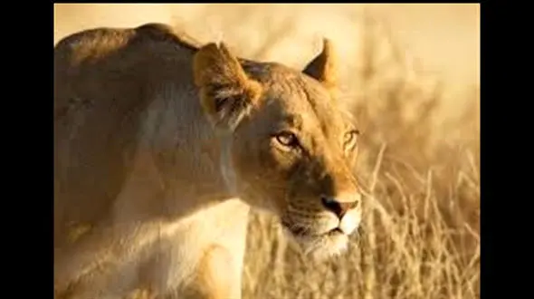 شیر دادن یک شیر ماده به توله پلنگ! / رویدادی نادر در دنیای حیات وحش +عکس های دیدنی 