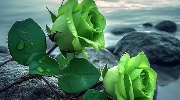 تعبیر فال ابجد امروز 26 تیر 